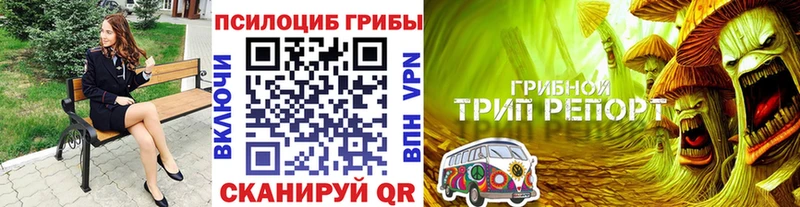 наркотики  Дмитров  Псилоцибиновые грибы Cubensis 